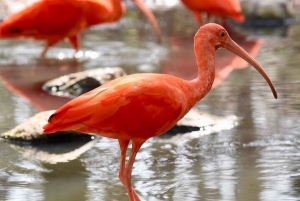 Cartagena: Barú Beach Tour with Optional Bird Aviary