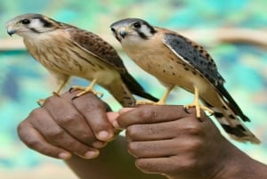 CARTAGENA: AUSFLUG Baru + Aviarium (Eintritt nicht inbegriffen) + Mittagessen