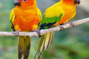 CARTAGENA: AUSFLUG Baru + Aviarium (Eintritt nicht inbegriffen) + Mittagessen