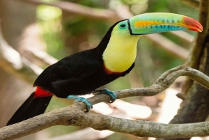 CARTAGENA: AUSFLUG Baru + Aviarium (Eintritt nicht inbegriffen) + Mittagessen