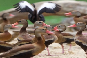 CARTAGENA: AUSFLUG Baru + Aviarium (Eintritt nicht inbegriffen) + Mittagessen