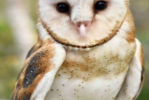 CARTAGENA: AUSFLUG Baru + Aviarium (Eintritt nicht inbegriffen) + Mittagessen