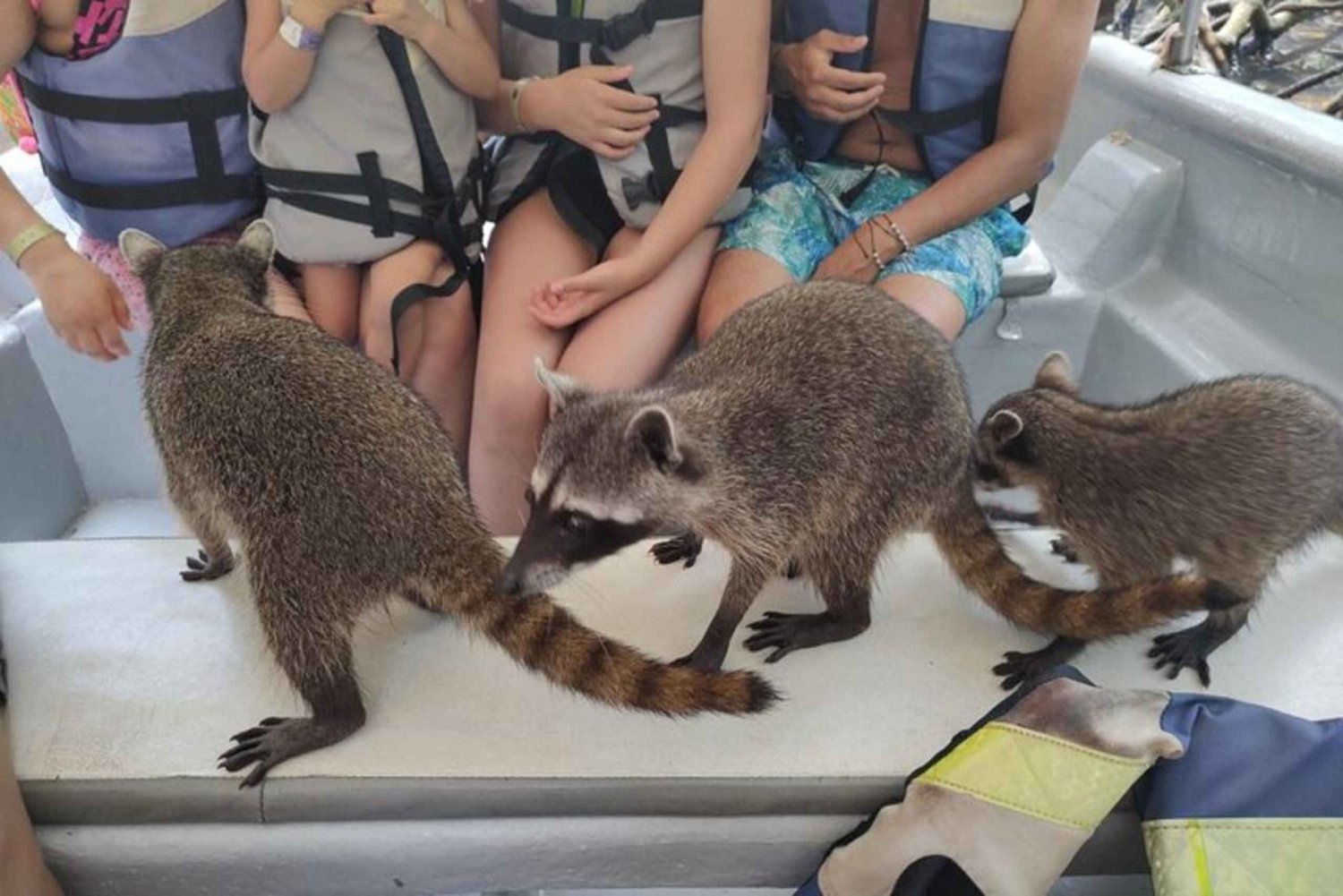 Cartagena: Baru Island Beach & Raccoon Encounter med lunch