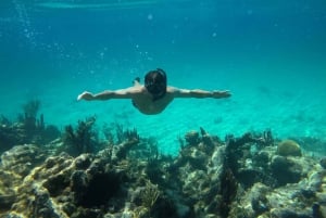 Cartagena: Grundlegendes Tauchen für Anfänger auf den Rosario Inseln