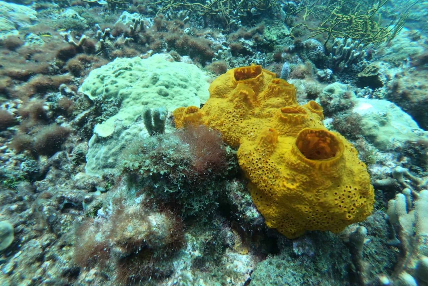 Cartagena: Grunnleggende dykking for nybegynnere på Rosario-øyene