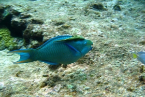 Cartagena: Grunnleggende dykking for nybegynnere på Rosario-øyene