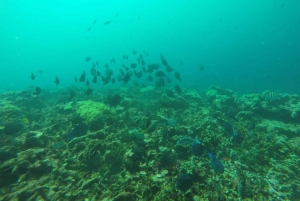 Cartagena: Grunnleggende dykking for nybegynnere på Rosario-øyene