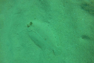 Cartagena: Grunnleggende dykking for nybegynnere på Rosario-øyene