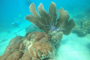 Cartagena: Grunnleggende dykking for nybegynnere på Rosario-øyene