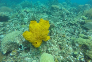 Cartagena: Grunnleggende dykking for nybegynnere på Rosario-øyene