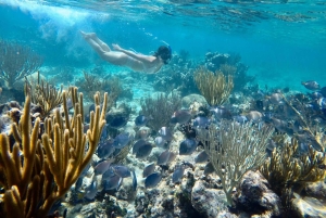 Cartagena: Grunnleggende dykking for nybegynnere på Rosario-øyene