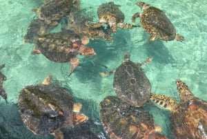 Cartagena: Peruskierros saarilla, vierailu akvaariossa ja lounas Barussa.