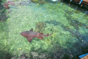 Cartagena: Peruskierros saarilla, vierailu akvaariossa ja lounas Barussa.