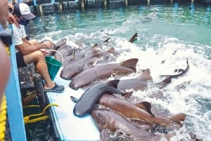 Cartagena: Peruskierros saarilla, vierailu akvaariossa ja lounas Barussa.