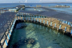 Cartagena: Peruskierros saarilla, vierailu akvaariossa ja lounas Barussa.