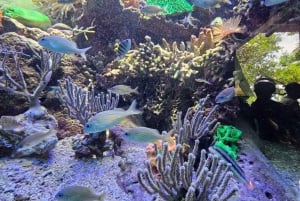 Cartagena: Peruskierros saarilla, vierailu akvaariossa ja lounas Barussa.