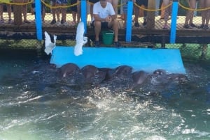 Cartagena: Peruskierros saarilla, vierailu akvaariossa ja lounas Barussa.