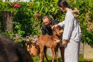 Cartagena: Beach Horse Ride and Colombian Horse Culture