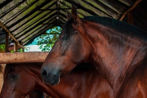 Cartagena: Beach Horse Ride and Colombian Horse Culture