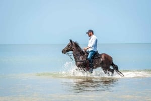 Cartagena: Beach Horse Ride and Colombian Horse Culture