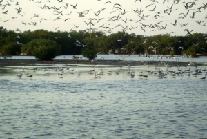 Cartagena: Experiencia de observación de aves en el manglar