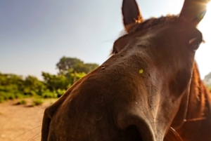 Cartagena, Blauw Appelstrand, Paardentochten
