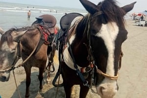 カルタヘナ：ビーチでの乗馬（写真と昼食付き
