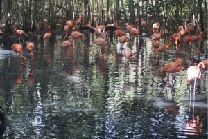 Carthagène : Transport privé jusqu'à l'AVIARY à Baru.