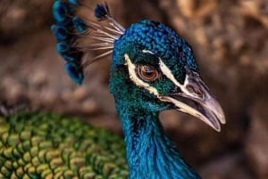 Carthagène : Transport privé jusqu'à l'AVIARY à Baru.