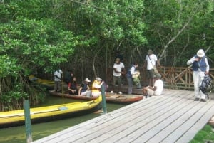 Cartagena: Sail in the mangroves of Cartagena