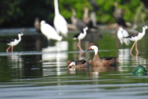 Cartagena: Sail in the mangroves of Cartagena