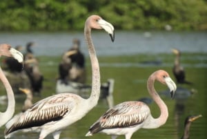 Cartagena: Sail in the mangroves of Cartagena