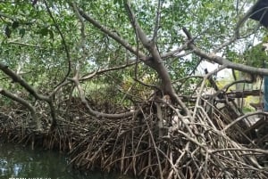 Cartagena: Sail in the mangroves of Cartagena