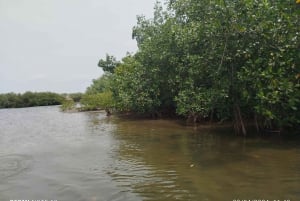Cartagena: Sail in the mangroves of Cartagena