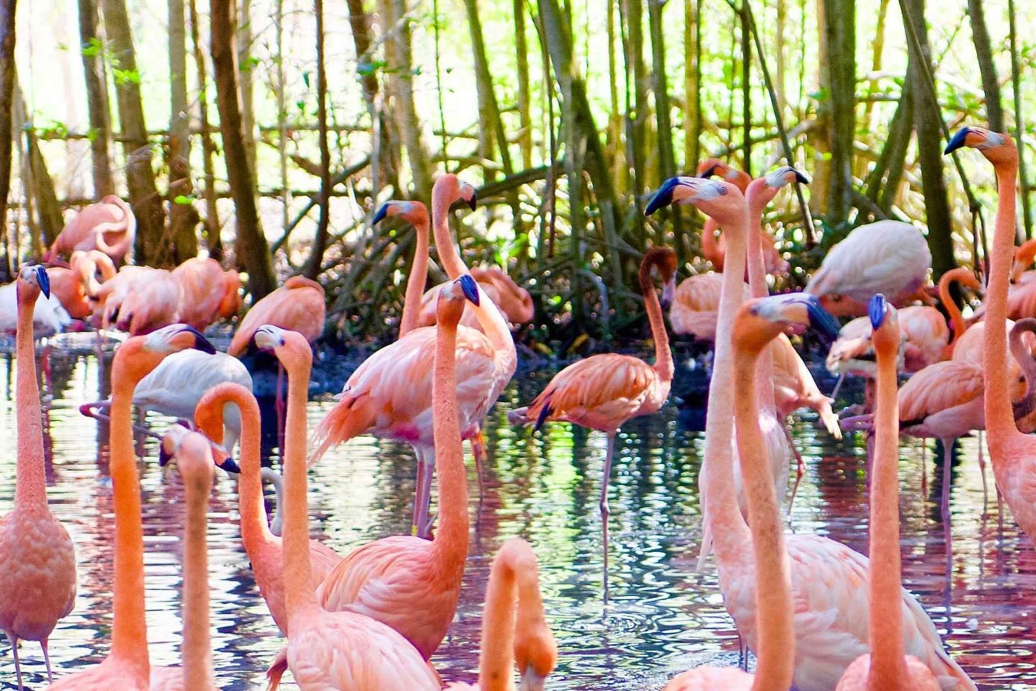 Cartagena: tour di un giorno all'Aviario con ingresso + Playa Blanca in autobus