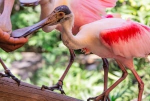 Cartagena: jednodniowa wycieczka do Aviary z wejściem + Playa Blanca autobusem