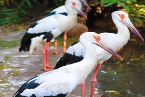 Cartagena: jednodniowa wycieczka do Aviary z wejściem + Playa Blanca autobusem