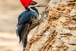 Cartagena: jednodniowa wycieczka do Aviary z wejściem + Playa Blanca autobusem
