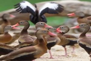 Cartagena: jednodniowa wycieczka do Aviary z wejściem + Playa Blanca autobusem