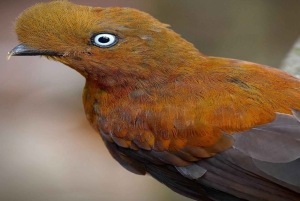 Cartagena: jednodniowa wycieczka do Aviary z wejściem + Playa Blanca autobusem