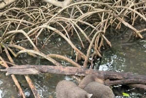 Cartagena: Eco-Historic Islands Tour to Barú, Tierra Bomba, & Bocachica