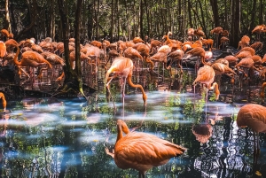Cartagena: Ecoplan no Barú, Aviário e Oceanário em um dia