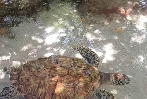 Kartagena: Wycieczka na wyspy Rosario i Playa Blanca z nurkowaniem z rurką lub akwarium