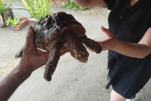 カルタヘナ：カヌーでマングローブの中の漁師の島へ