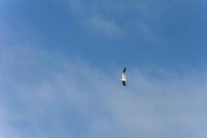 Cartagena: tour in canoa con birdwatching, trasferimenti e snack