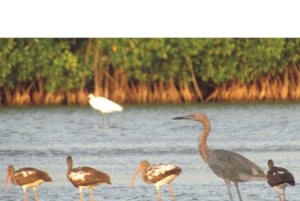 カルタヘナ：マングローブの森体験