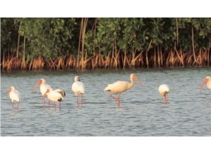 カルタヘナ：マングローブの森体験