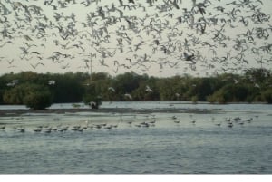 カルタヘナ：マングローブの森体験