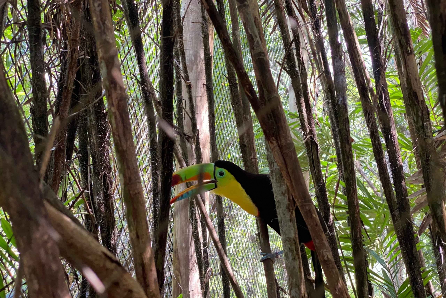 Cartagena: National Aviary of Colombia Tour and Mambo Beach