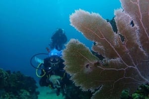 Cartagena: PADI DISCOVER SCUBA / MINICURSO DE BUCEO